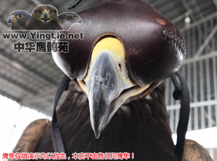 鹰具雕帽/雕眼罩帽子/雕用鹰具帽子/鹰具鹰头套/鹰具遮光罩/鹰帽